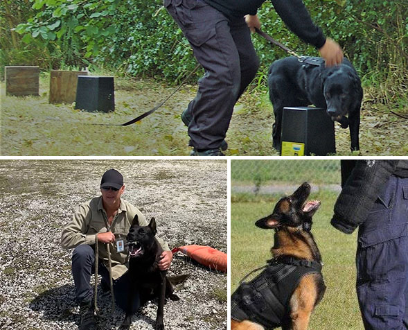Photos training our detection dogs