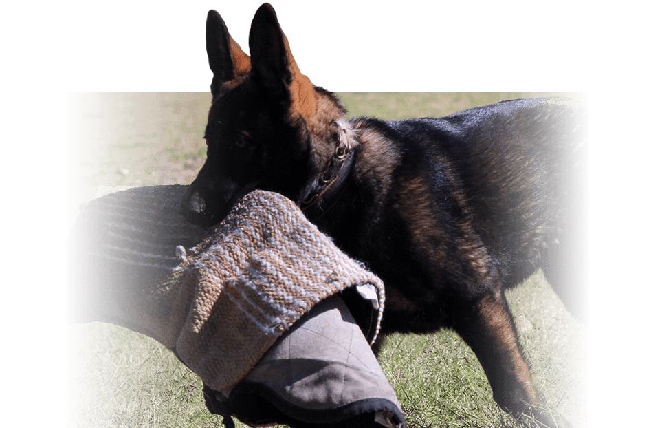 German Sheperd puppy