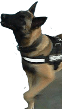 Detection dog