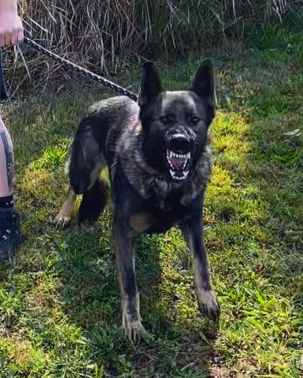 Working Line Guard Dog Marvin | Alldogs Security