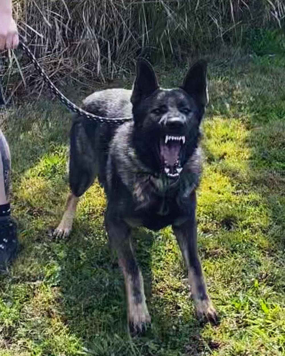 Marvin Alldogs Security