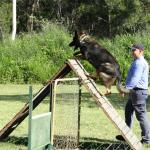 Jamie and dog on obstacle course