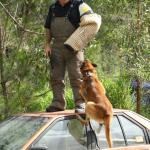 Jamie on top of car with dog jumping