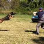 Jamie with attack dog flying through air