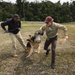 Mason with assistant training German Sheperd to attack