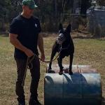 Scott training dog to jump over concrete pipes