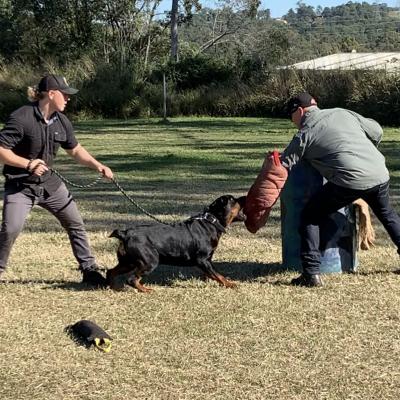 Personal Protection Dog security guard dog