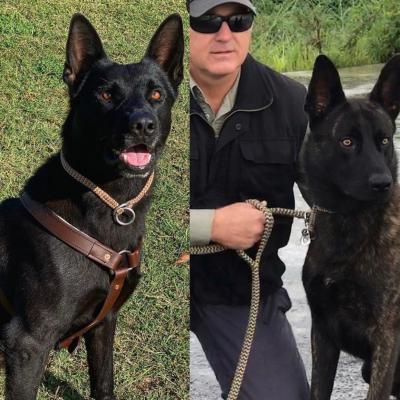Voodoo, Dutch Shepherd. Protection Dogs Guard Dogs