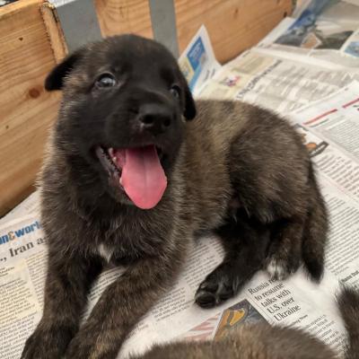 Puppy Hawaii