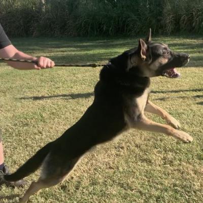 Turner German Shepherd Working Dog Personal protection Property Protection Guard Dog