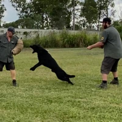 Personal and property Protection Guard Dog