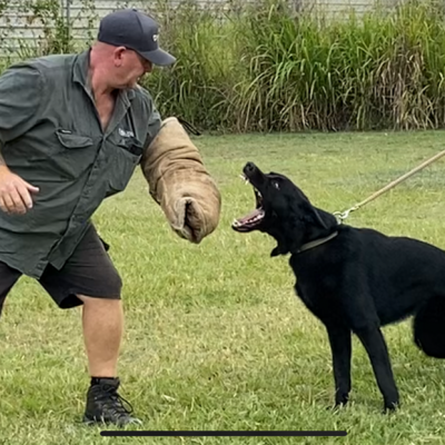 Personal and property Protection Guard Dog