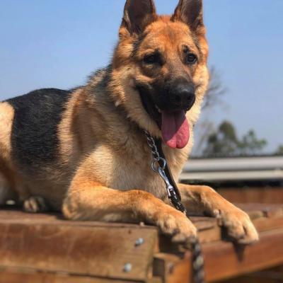 Gringo - Young obedience trained German Shepherd