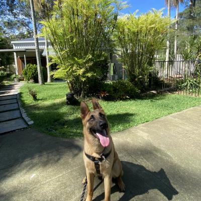 Alldogs Personal Protection Dog