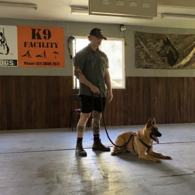 Alldogs Personal Protection Dog