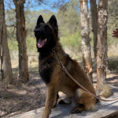 Protection Dog for Sale