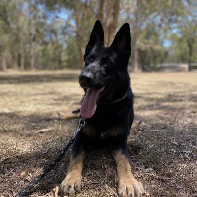 Protection Dog for Sale