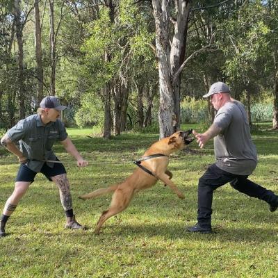 Alldogs Personal Protection Dog
