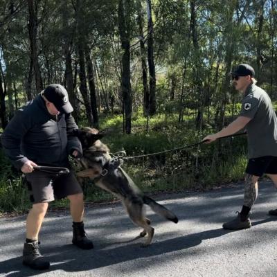 Personal protection, German shepherd, guard, dog