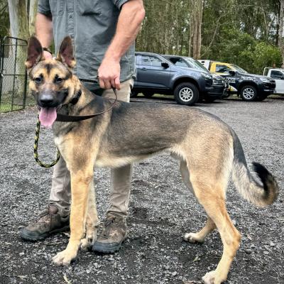 German Shepherd Guard Dog Security