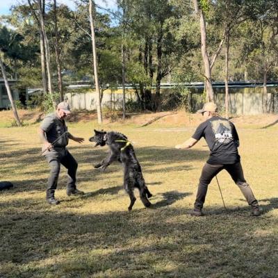 Personal Protection Dog