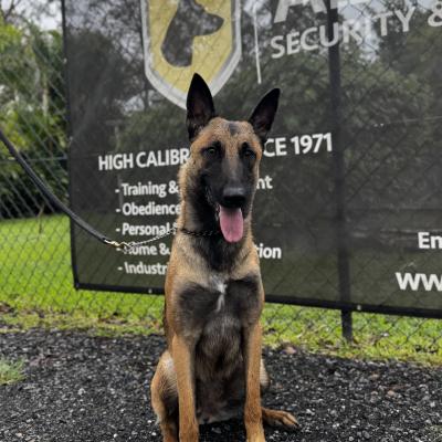 Alldogs Personal Protection Dog