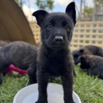 Female Dutch Shepherd Pup