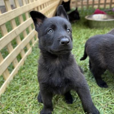 Male Dutch Shepherd
