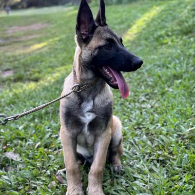 Alldogs Personal Protection Dog
