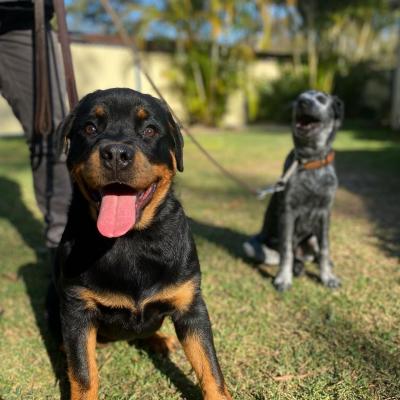 Puppy obedience training with a lifetime guarantee 