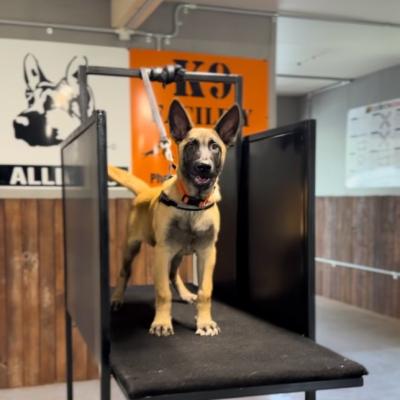 Personal Protection Dog