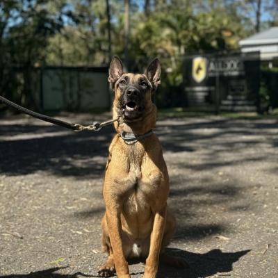 Protection Dog for Sale