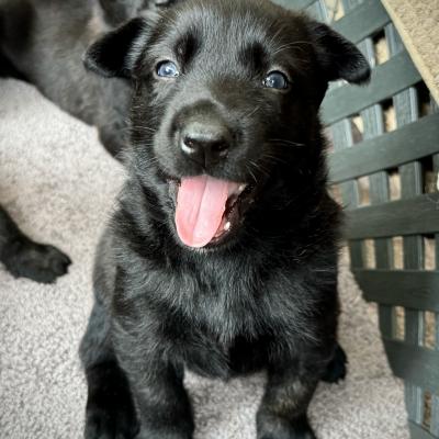 Female Dutchie Pup