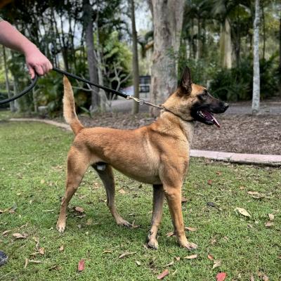 Venom Belgian Malinois