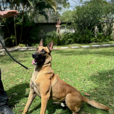 Alldogs Personal Protection Dog