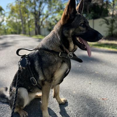 Security Guard Dog German Shepherd 