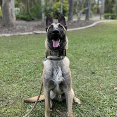 Havoc Protection Dog