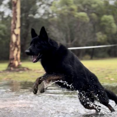Protection Dog, Australia, Brisbane, Gold Coast, Sydney, Melbourne, Perth, 