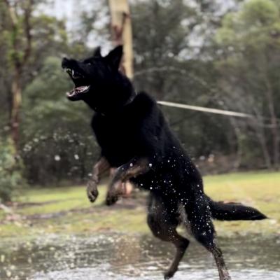 German Shepherd Guard Dog Security