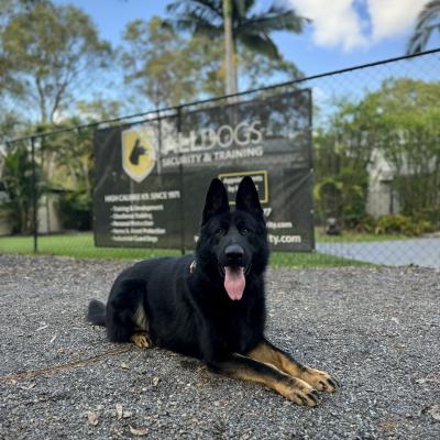 Protection Dog for Sale