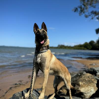 Guard Dog Australia, Queensland, Brisbane, Gold Coast