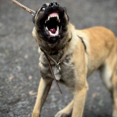 Belgian Malinois 