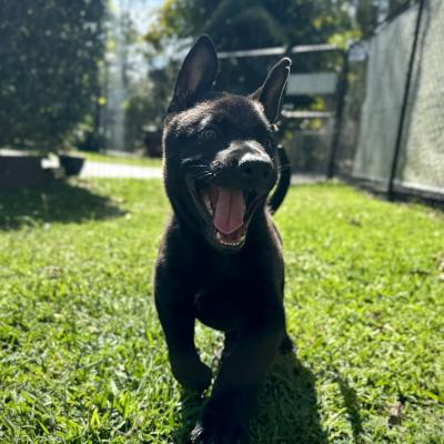 Dutch Shepherd Puppy