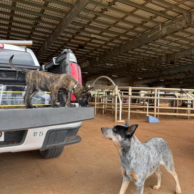 Dutch Shepherd Puppy & Cattle Dog 