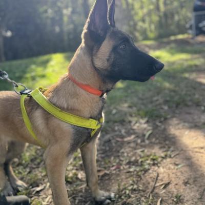 Belgian Malinois Protection Dog
