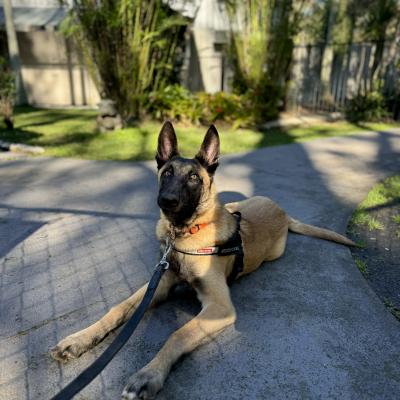 Alldogs Personal Protection Dog