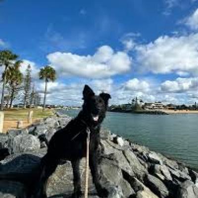 Protection Dog for Sale
