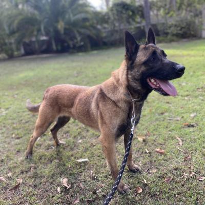 Alldogs Personal Protection Dog