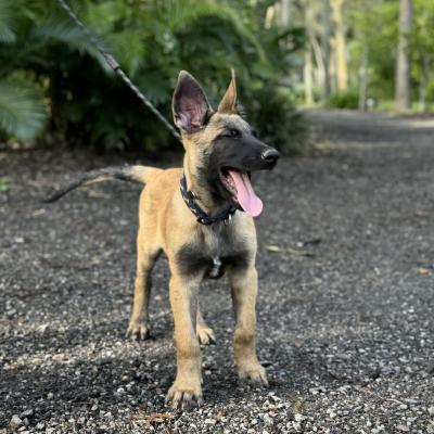 Alldogs Personal Protection Dog