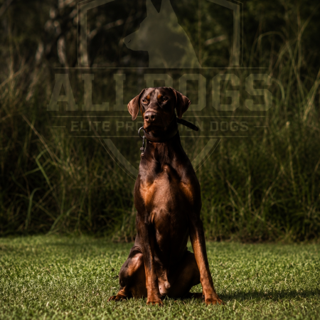 Doberman Guard Dog